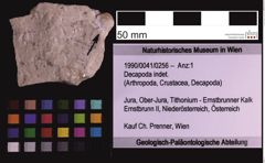 Foto (Objekt + Etiketten) von Decapoda indet. (NHMW-GEO-1990-0041-0256)